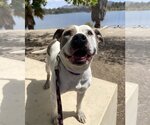 Small #2 American Pit Bull Terrier Mix