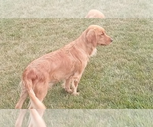Mother of the Golden Retriever puppies born on 08/16/2025
