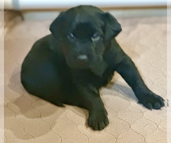 Medium Photo #1 Labrador Retriever Puppy For Sale in CAPITOLA, CA, USA