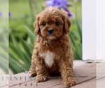 Small #3 Cavapoo (Miniature)