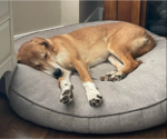 Small #8 Doberman Pinscher-Great Pyrenees Mix