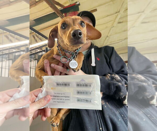 Medium Photo #2 Dachshund-Unknown Mix Puppy For Sale in Foristell, MO, USA
