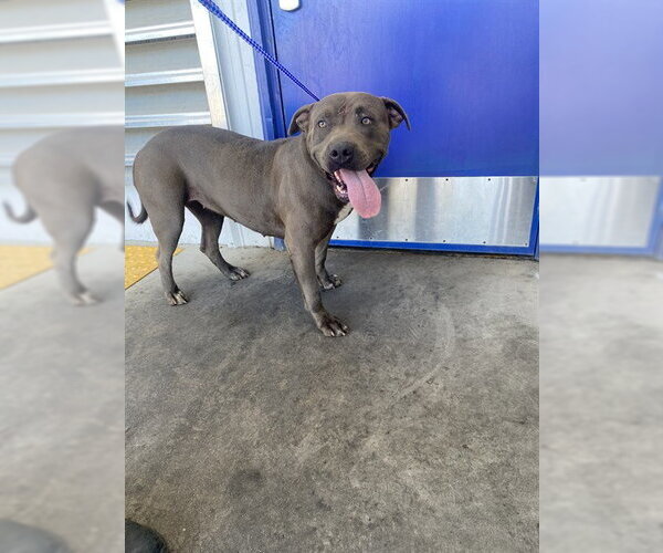 Medium Photo #1 Mutt Puppy For Sale in Bakersfield, CA, USA