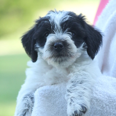Chonzer Puppy for sale in GAP, PA, USA