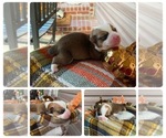Small Photo #1 American Corgi Puppy For Sale in CLINTON, AR, USA