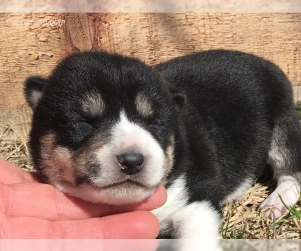 Medium Photo #4 Shiba Inu Puppy For Sale in FOYIL, OK, USA