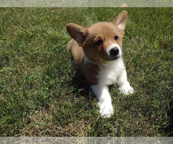 Medium Photo #3 Pembroke Welsh Corgi Puppy For Sale in DURAND, IL, USA