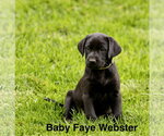 Baby Faye Webster - Female Labrador Retriever-Unknown Mix Dog for Adoption - Small photo