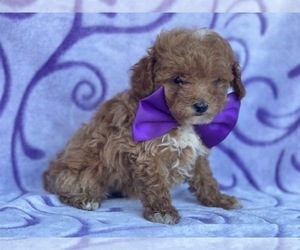 Poodle (Toy) Puppy for sale in LANCASTER, PA, USA