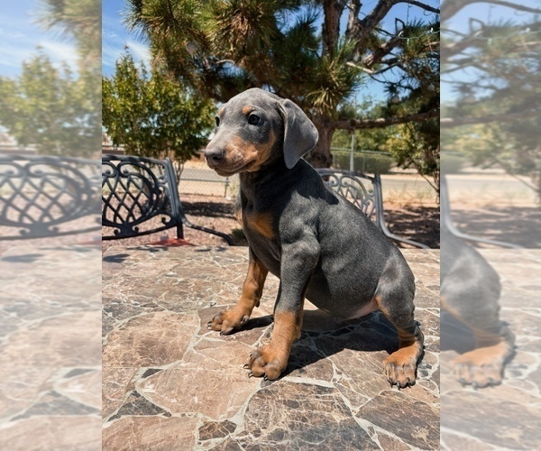 Medium Photo #2 Doberman Pinscher Puppy For Sale in YUCCA VALLEY, CA, USA