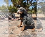 Small #1 Doberman Pinscher