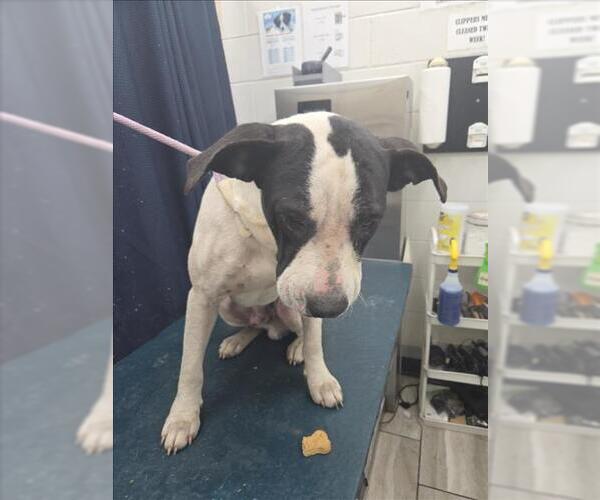 Medium Photo #1 American Bulldog Puppy For Sale in Mobile, AL, USA