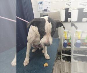 American Bulldog Dogs for adoption in Mobile, AL, USA