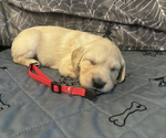 Puppy Scarlet Golden Retriever