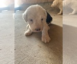 Puppy Puppy 4 Old English Sheepdog