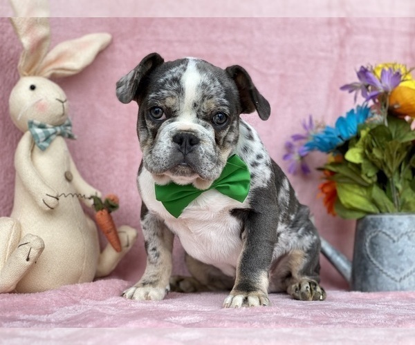 Medium Photo #1 French Bulldog Puppy For Sale in RISING SUN, MD, USA