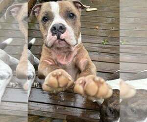 Medium American Pit Bull Terrier