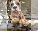 Small American Pit Bull Terrier