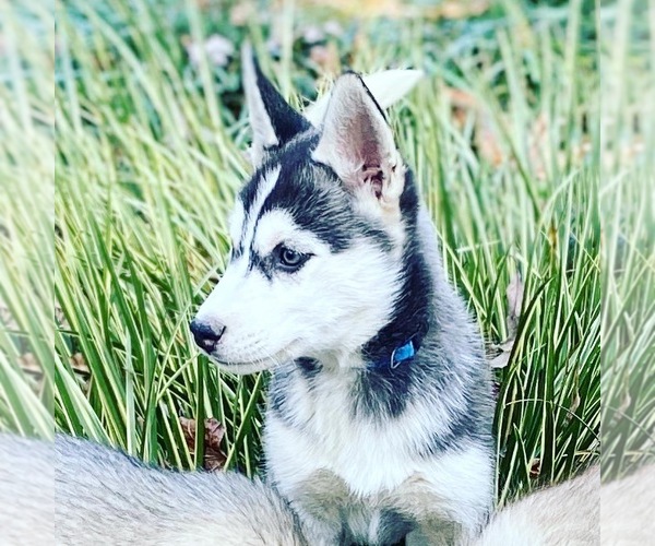Medium Photo #1 Siberian Husky Puppy For Sale in GLEN ALLEN, VA, USA