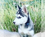 Small Photo #1 Siberian Husky Puppy For Sale in GLEN ALLEN, VA, USA