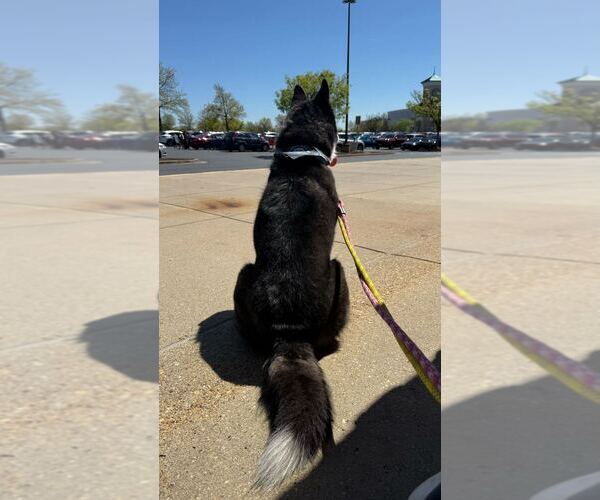 Medium Photo #15 Border Collie-Siberian Husky Mix Puppy For Sale in Silver Spring, MD, USA