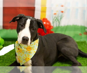 American Pit Bull Terrier-Unknown Mix Dogs for adoption in Placerville, CA, USA