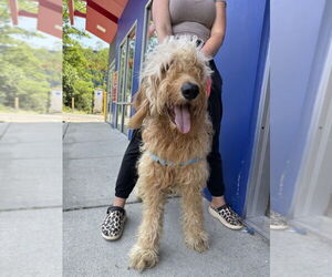Poodle (Standard)-Unknown Mix Dogs for adoption in Brooklyn, NY, USA