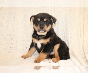 Mutt-Shiba Inu Mix Puppy for sale in SHILOH, OH, USA