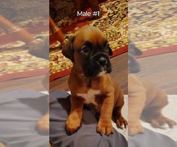 Medium Photo #1 Boxer Puppy For Sale in FOUNTAIN INN, SC, USA