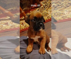 Boxer Puppy for sale in FOUNTAIN INN, SC, USA