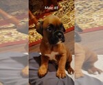 Small Boxer