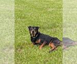 Small #1 Australian Shepherd Mix