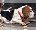 Small Basset Hound