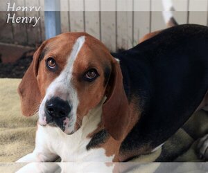 Treeing Walker Coonhound Dogs for adoption in Sequim, WA, USA