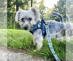 Small #1 Mutt