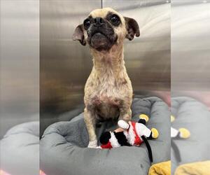 Chug Dogs for adoption in Tracy, CA, USA