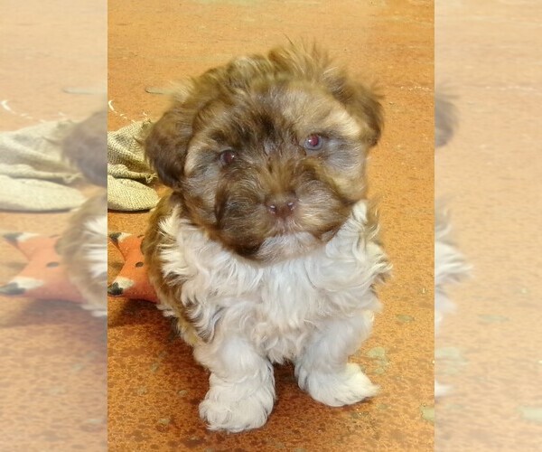 Medium Photo #1 Havanese Puppy For Sale in WEST CONCORD, MN, USA