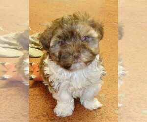 Havanese Puppy for sale in WEST CONCORD, MN, USA