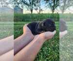 Small #4 Labrador Retriever