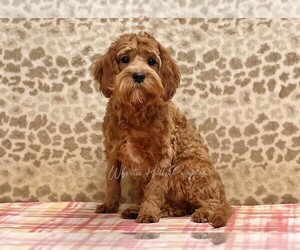 Cavapoo Puppy for sale in DENVER, PA, USA