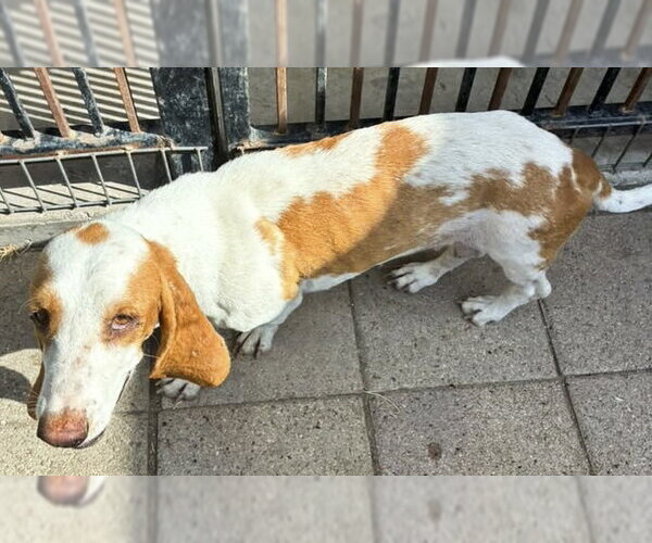 Medium Photo #3 Basset Hound Puppy For Sale in Deepwater, NJ, USA