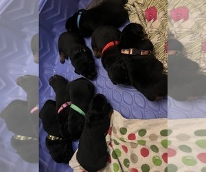 Rottweiler Puppy for sale in RACINE, WI, USA