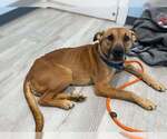 Small #7 Labrador Retriever Mix