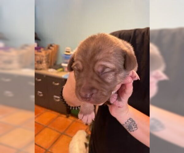 Medium Photo #6 Mutt Puppy For Sale in San Diego, CA, USA