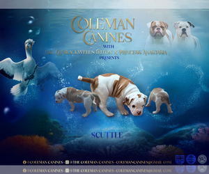 American Bulldog Puppy for sale in DURHAM, NC, USA