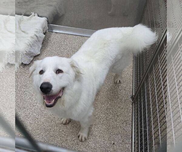 Medium Photo #4 Great Pyrenees Puppy For Sale in Martinsburg, WV, USA
