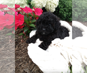 Poodle (Toy) Puppy for sale in DUNDEE, OH, USA