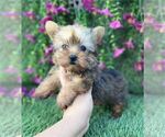 Small #16 Yorkshire Terrier