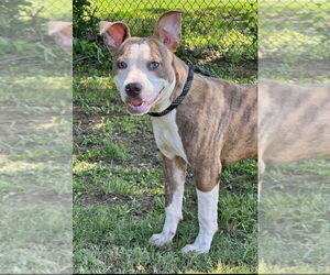 American Pit Bull Terrier-American Staffordshire Terrier Mix Dogs for adoption in Wenonah, NJ, USA