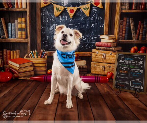 Medium Photo #8 Chihuahua-Chow Chow Mix Puppy For Sale in Houston, TX, USA